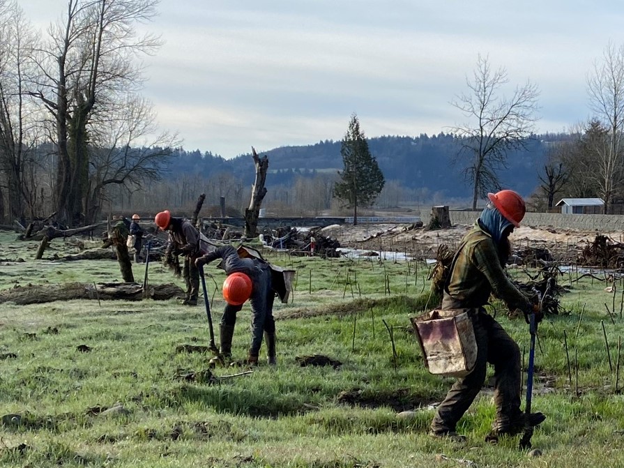 bareroot planting along Gibbons Creek