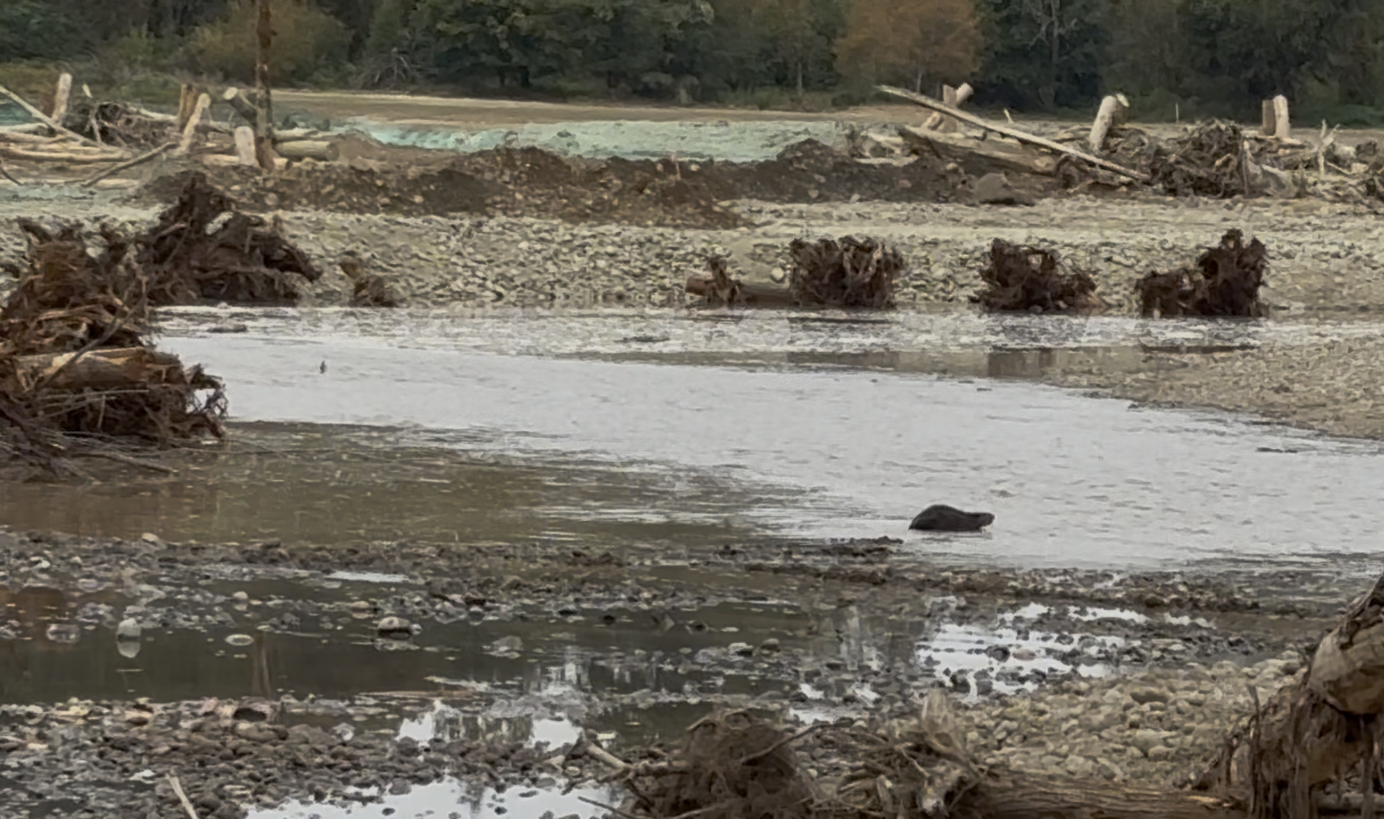 beaver swimming across a new channel