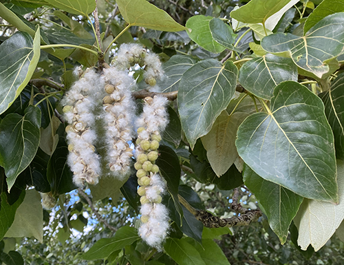 cottonwood catkins begin to open and release their fluffy seeds
