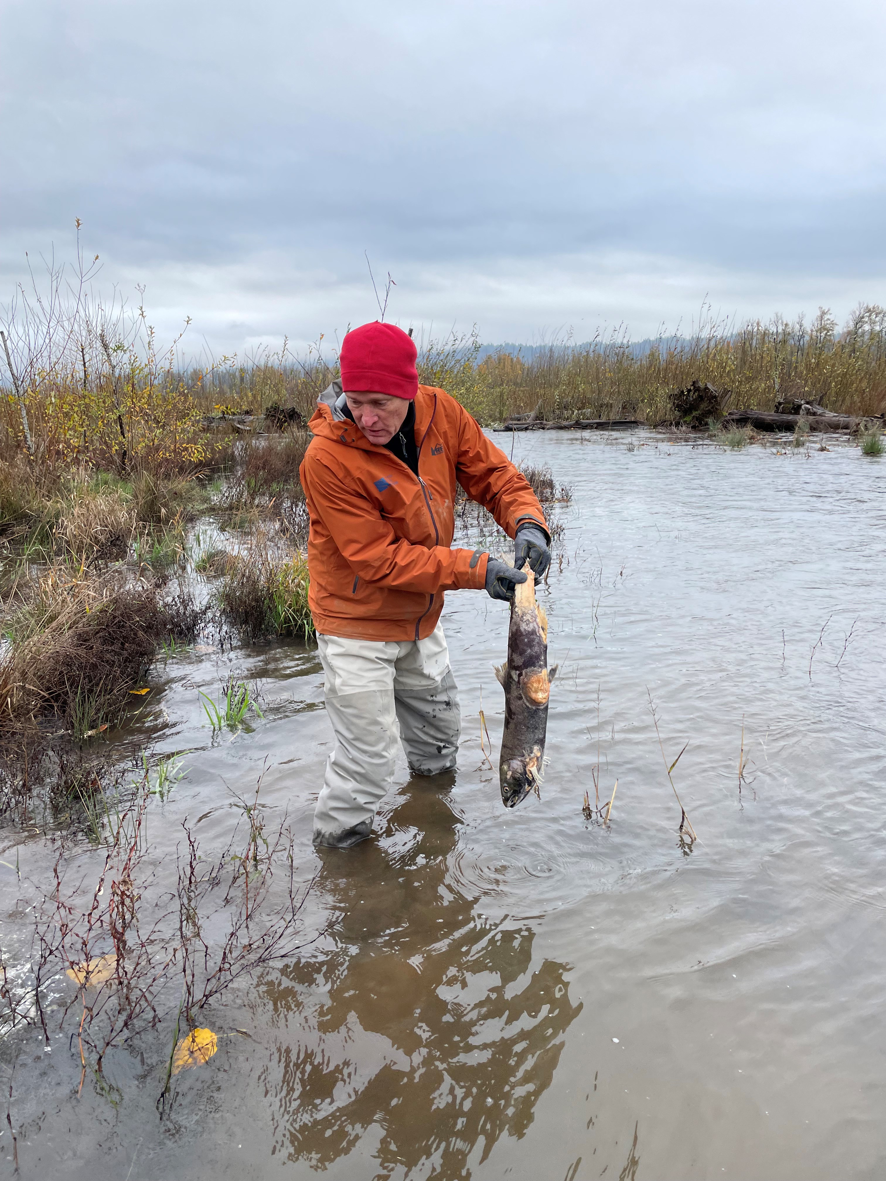 spawned out coho salmon