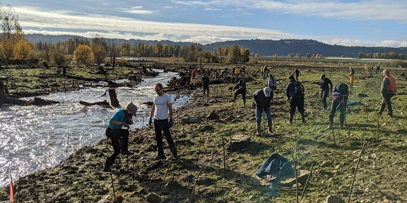 volunteers planting