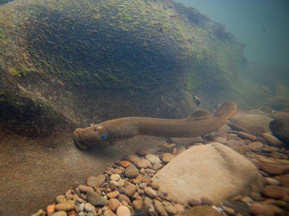 lamprey anchors itself to a rock with its mouth