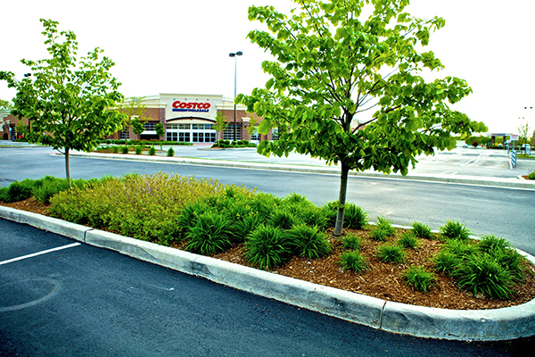 landscape planting in a parking lot