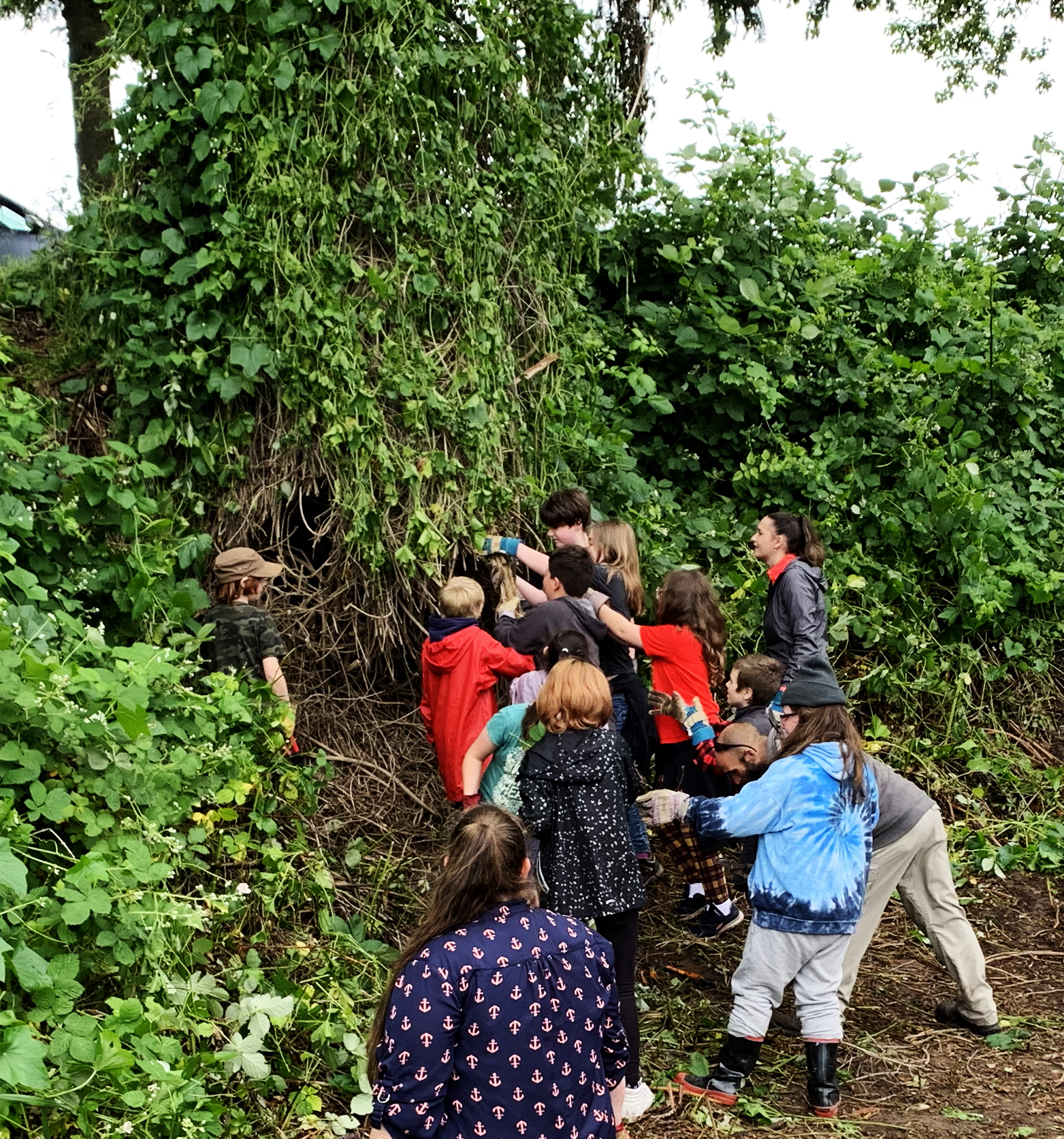 ivy removal at meldrum bar