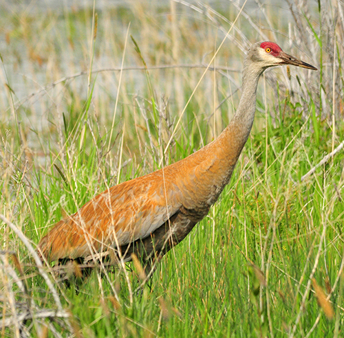 sandhill crane in the grass