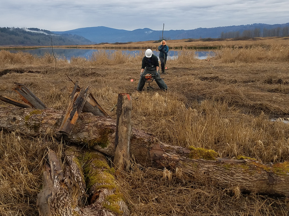 Planting willows with the help of an auger