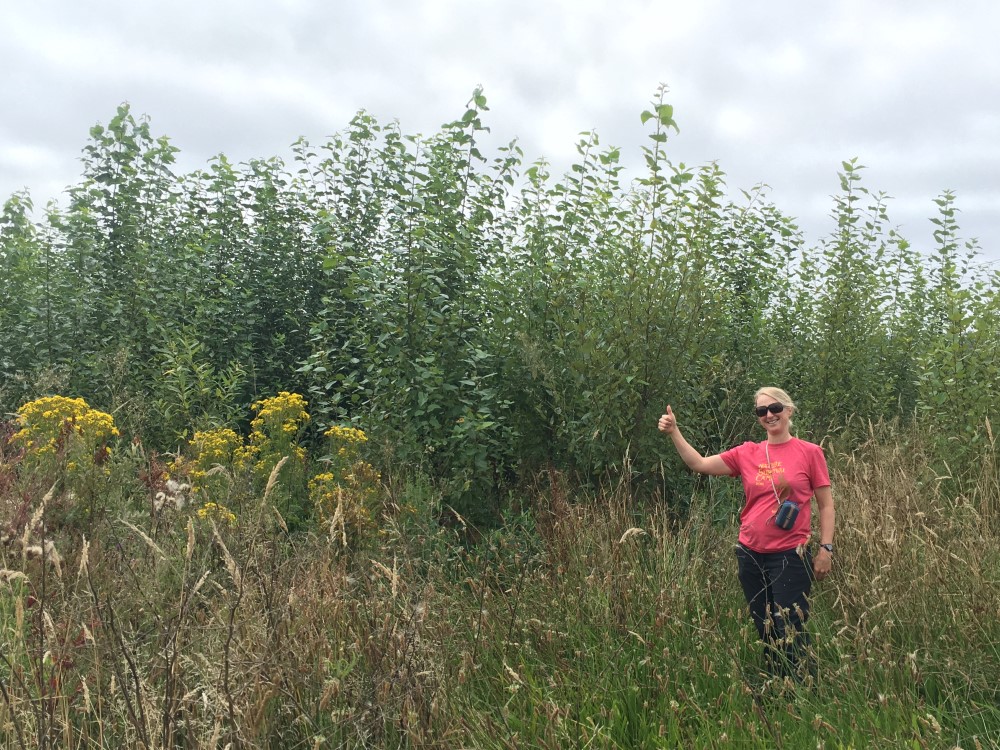 volunteer plantings grown tall in 2016