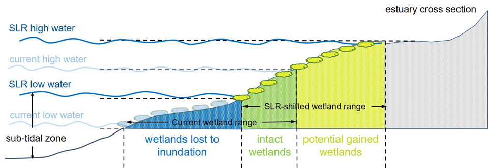 sea_level_impacts_wetlands_graphic
