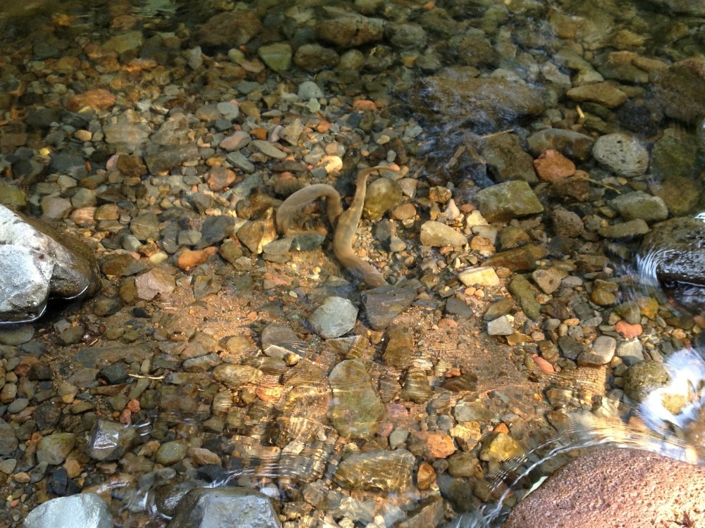 spawning lamprey in Oneonta Creek