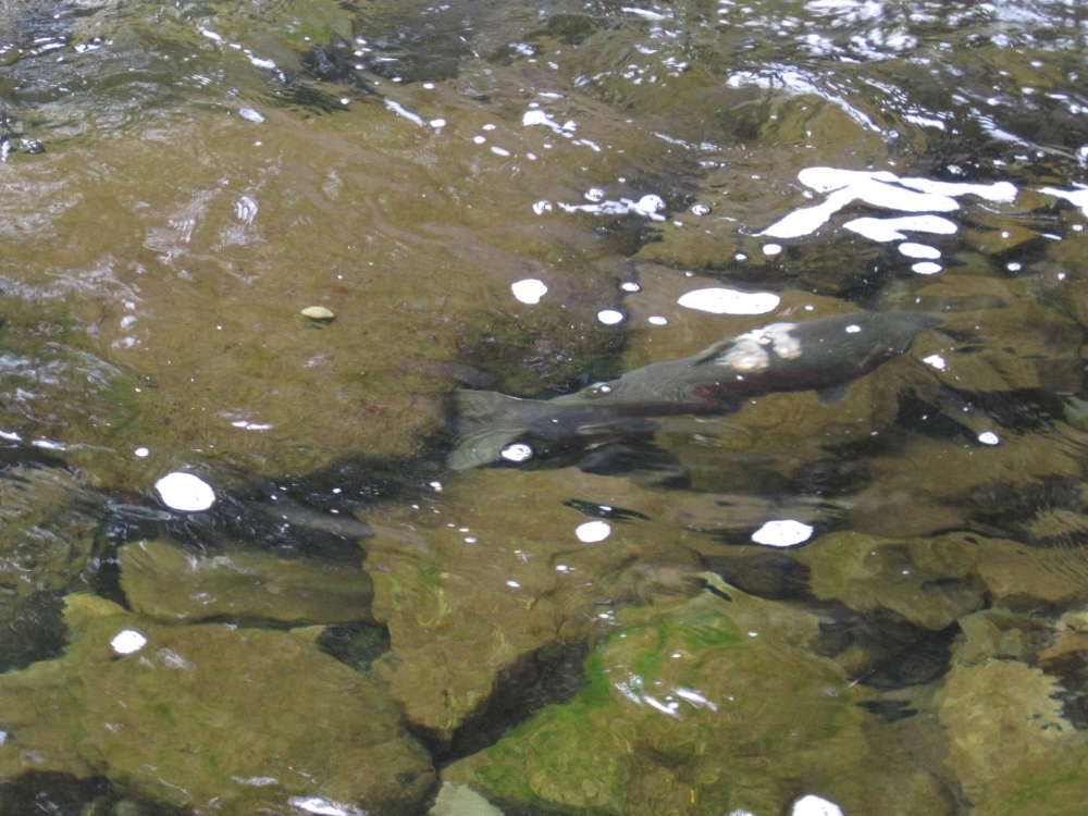 Steelhead in Oneonta Creek