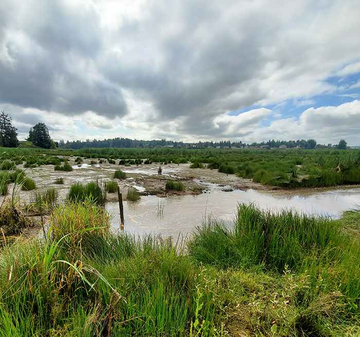 wallooskee - youngs wetland in summer