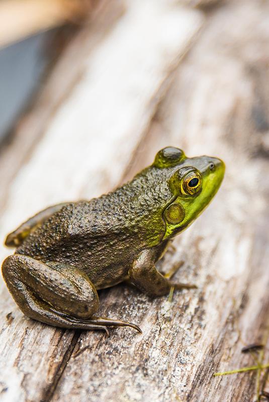 frog on a log