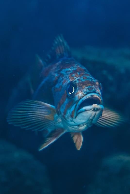River Species | Estuary Partnership