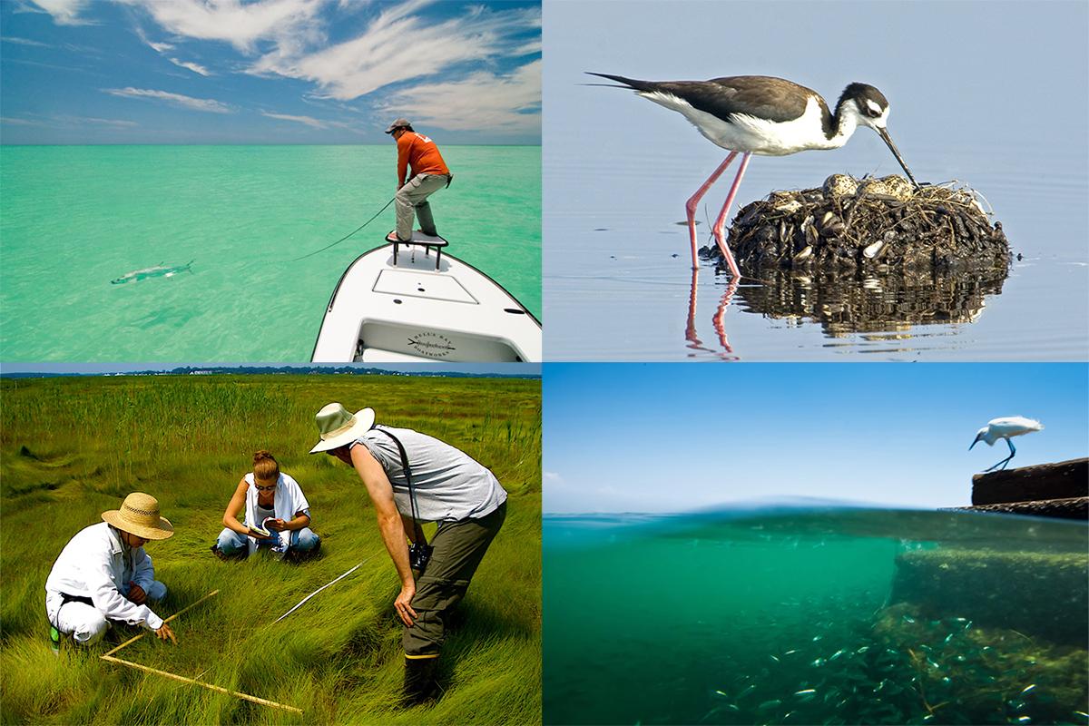 4 photos show tarpon fishing off Anna Maria, a shorebird at Indian River Lagoon, people monitoring Long Island Sound, and a snowy egret stalking sardines