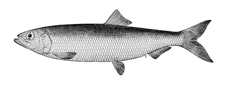 Pacific Herring