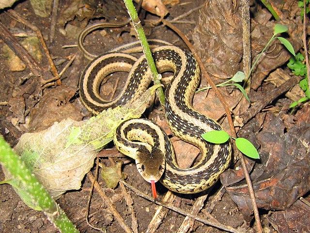 Common Garter Snake