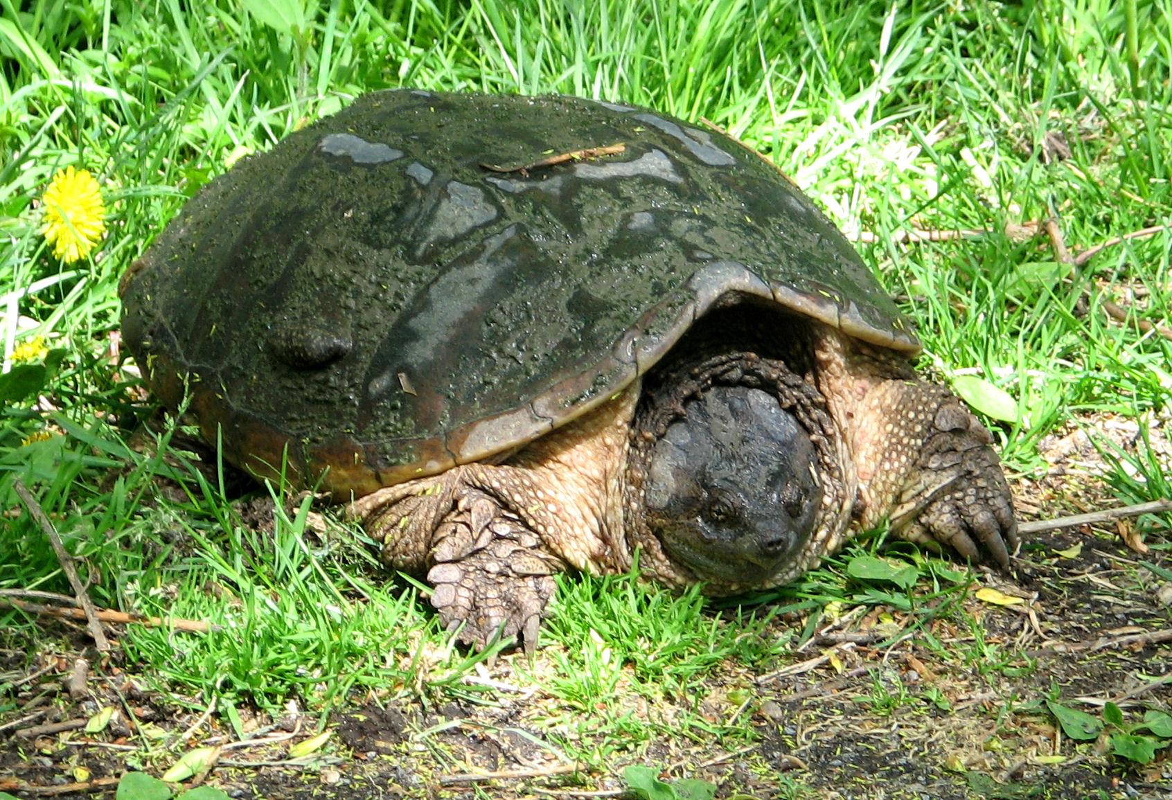 Snapping Turtle