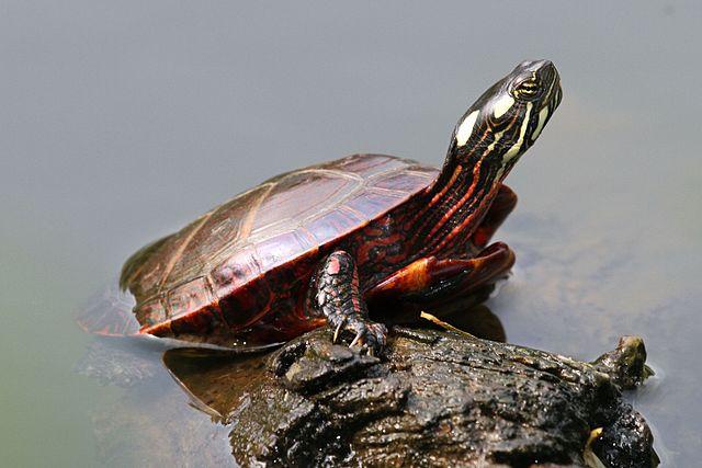 Painted Turtle