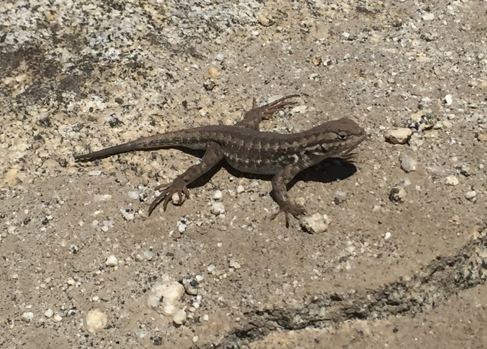 Northern Alligator Lizard