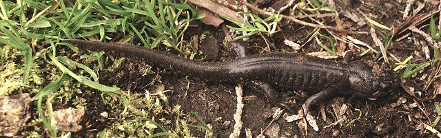 Northwestern Salamander