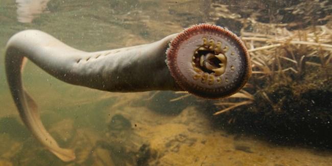 Pacific Lamprey