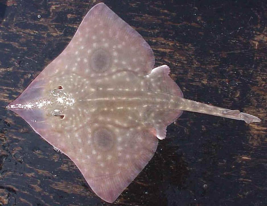 Big Skate