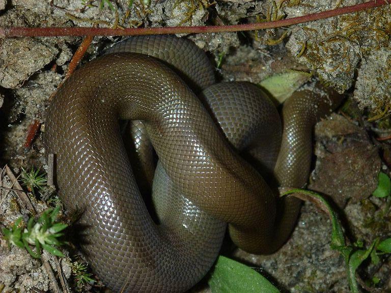 Rubber Boa