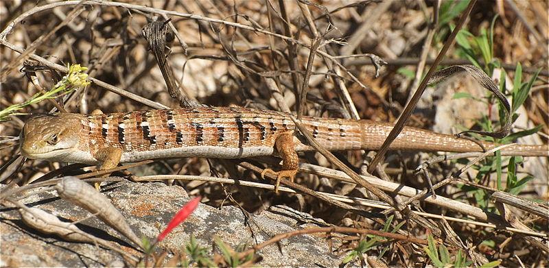 Southern Alligator Lizard