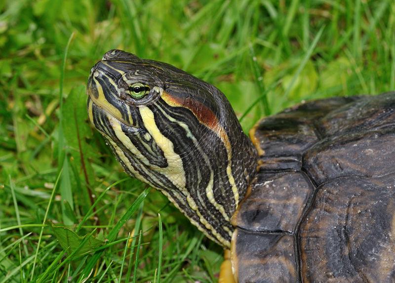 Red-Eared Slider