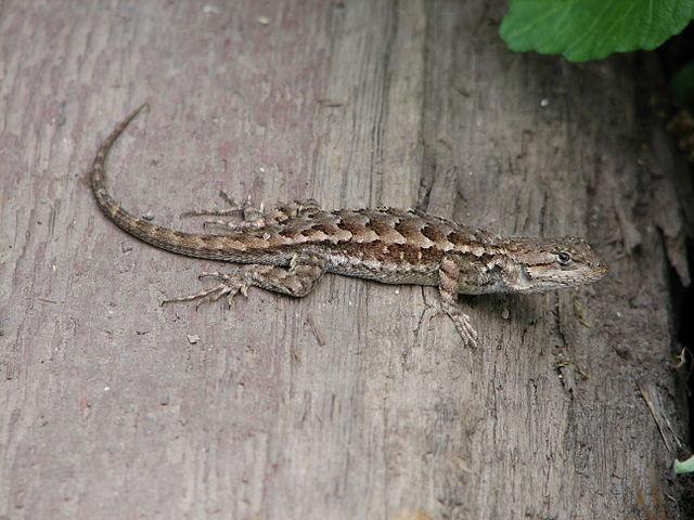 Western Fence Lizard