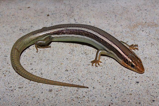 Western Skink