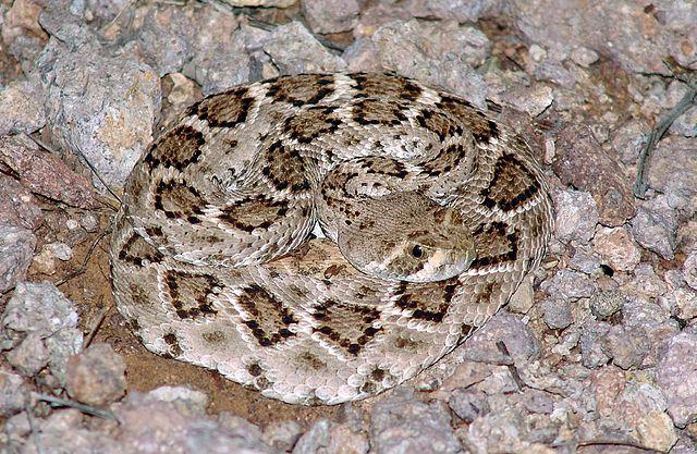 Western Rattlesnake