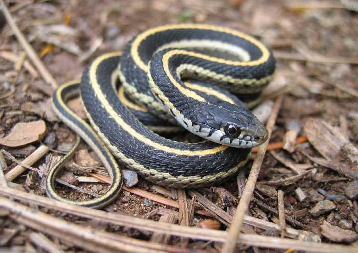 Western Terrestrial Garter Snake