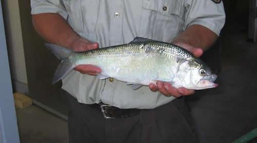 American shad