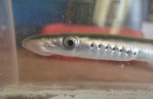 juvenile river lamprey