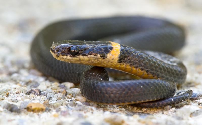 Ring-necked Snake