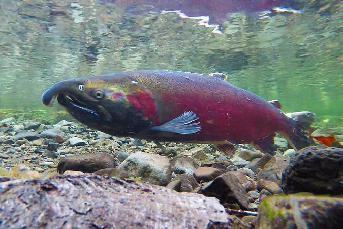 Coho salmon spawner credit BLM