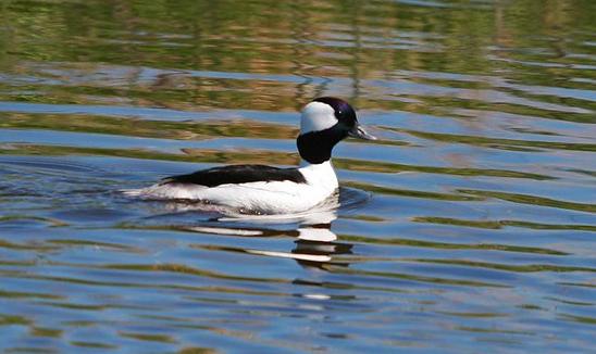 Bufflehead credit USFWS