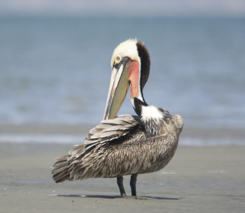 Brown Pelican credit USFWS