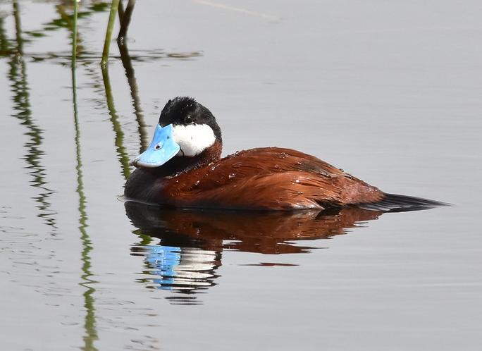 Ruddy Duck credit USFWS