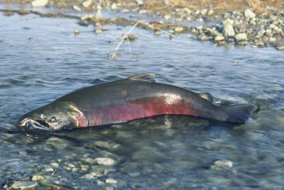 Chinook salmon credit BLM