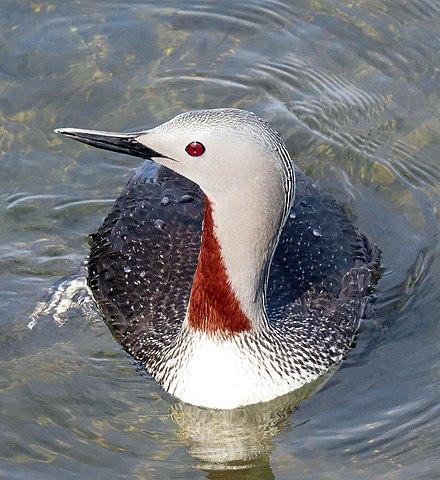 Red-throated loon by Don Faulkner