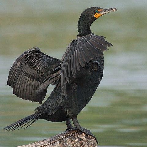 Double-crested Cormorant credit USFWS