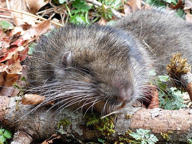 Mountain Beaver credit US National Park Service