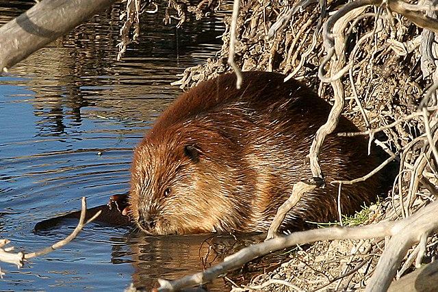 Beaver credit US NPS