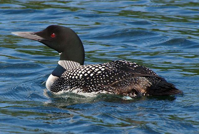 Common Loon credit John Picken