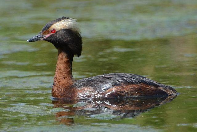 Horned Grebe by Connor Mah
