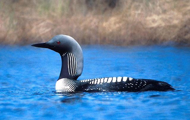 Pacific Loon by Tim Bowman, USFWS