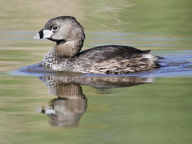 Pied-bill Grebe