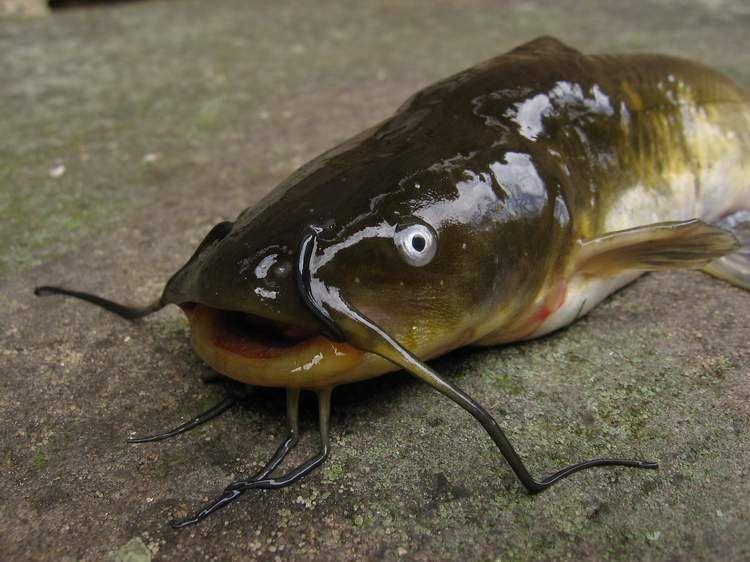 Brown Bullhead